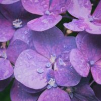 pexels-hga010-129044 pexels-hga010-129044